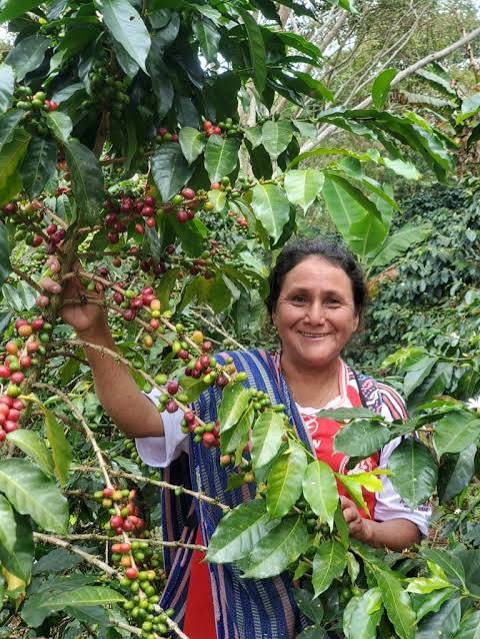 Peruvian Amazon Gold 
