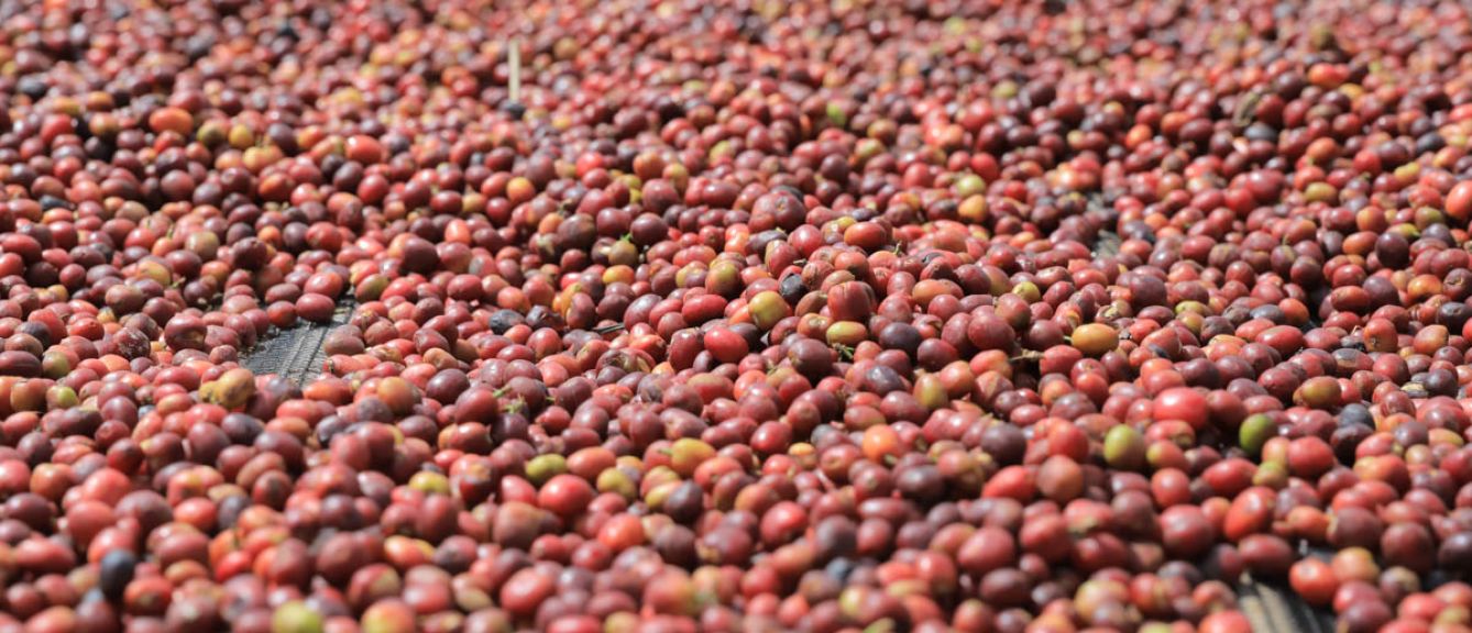 Hambela Berry Bomb